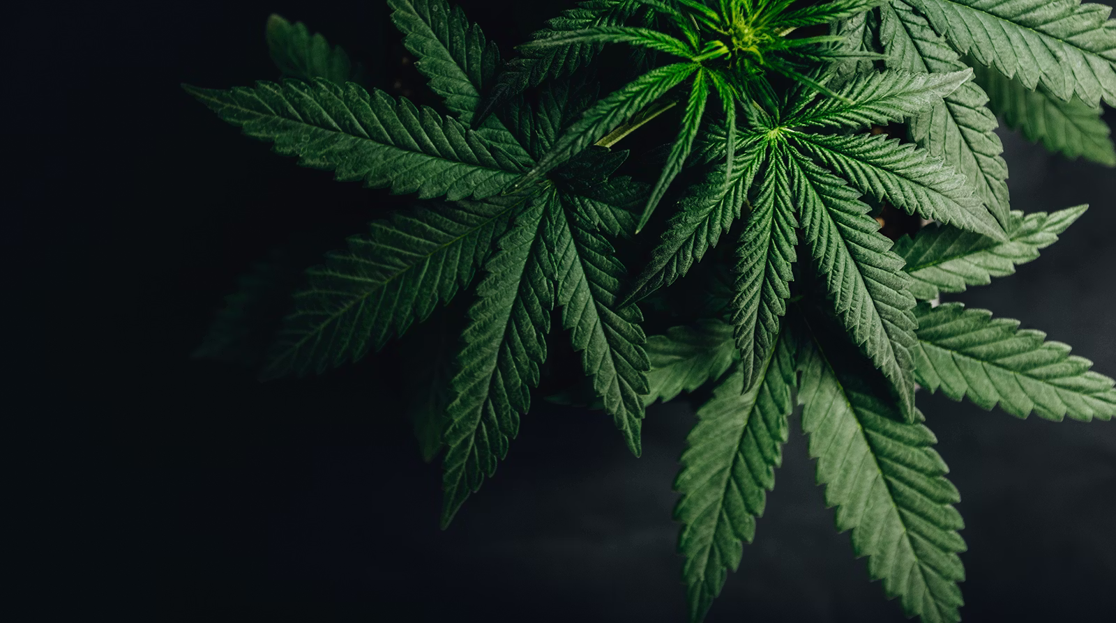 Close-up of green cannabis leaves with serrated edges on a dark background.