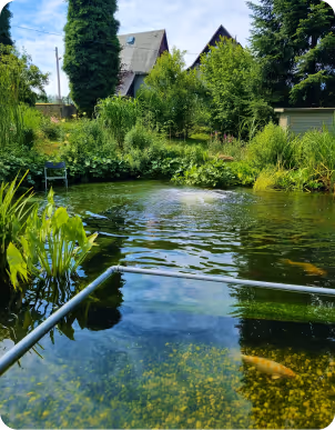 Klarer Gartenteich mit Fisch und Pflanzen vor zwei spitzen Hausdächern und grünem Gebüsch.