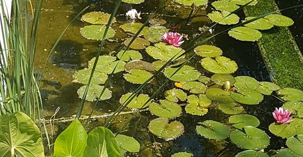 Wasseroberfläche mit grünen Seerosenblättern und zwei rosa Seerosenblüten, umgeben von Schilfrohr.