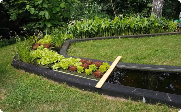 Beet aus Salatpflanzen und Grün im Garten neben einem Wasserbecken mit einem Holzbrett darauf.