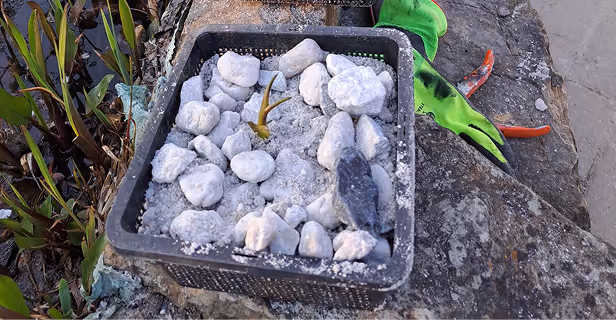Kleiner quadratischer Behälter mit weißen Steinen und einem kleinen Pflanzenspross, auf einem Felsen mit grünen Handschuhen im Hintergrund.