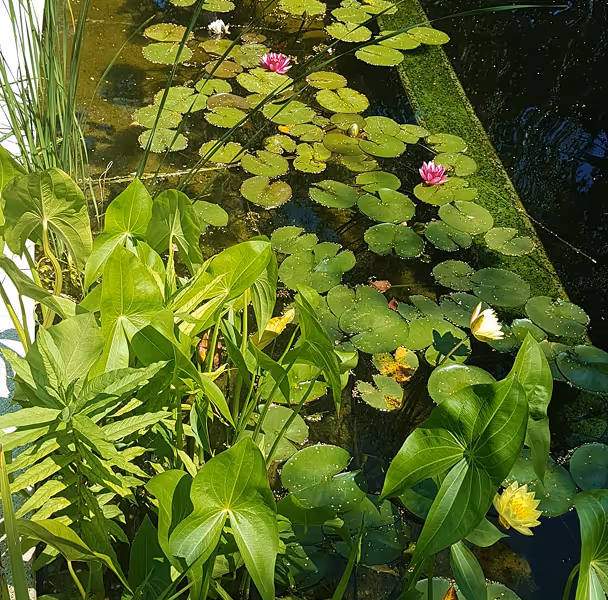 Wasser mit grünen Seerosenblättern und pinken sowie gelben Wasserlilienblüten, umgeben von grünen Blättern am Rand.