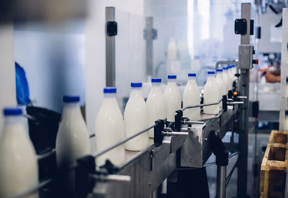 A production line with plastic milk bottles capped with blue lids in a dairy facility.