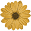 Indooroopilly Florist logo