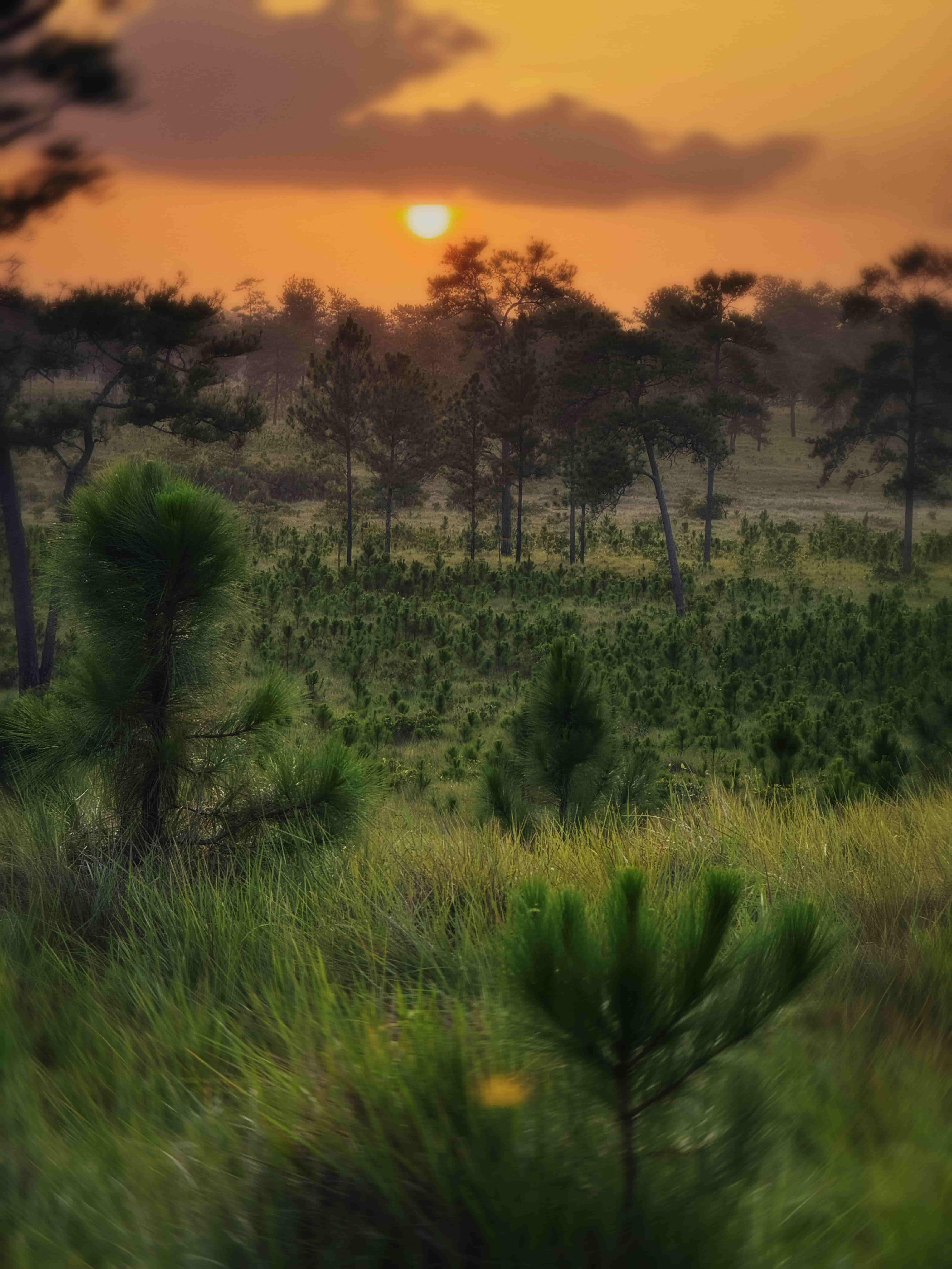 Young naturally regenerating pine forest