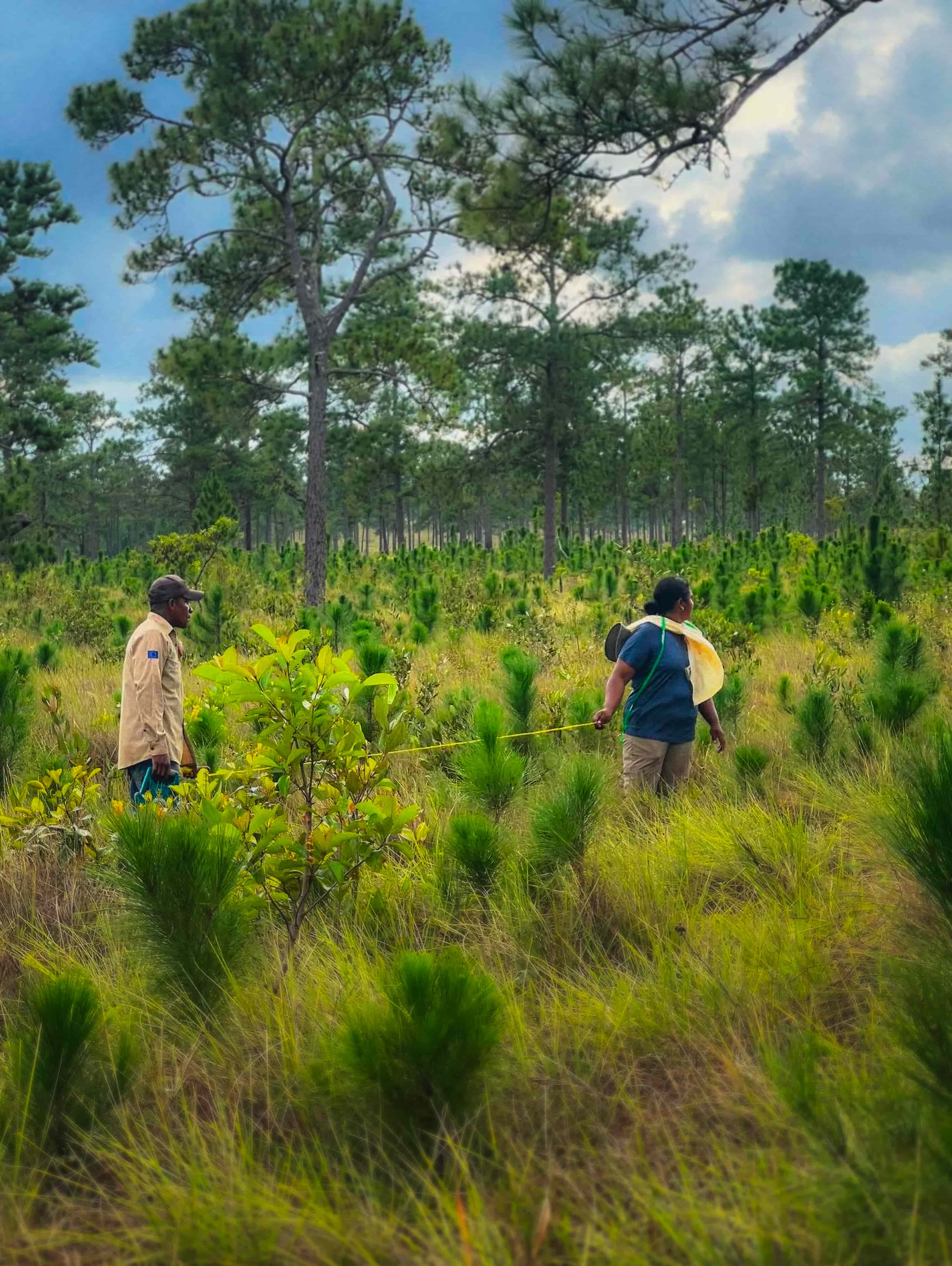 Restored Caribbean pine forest after two years of fire protection