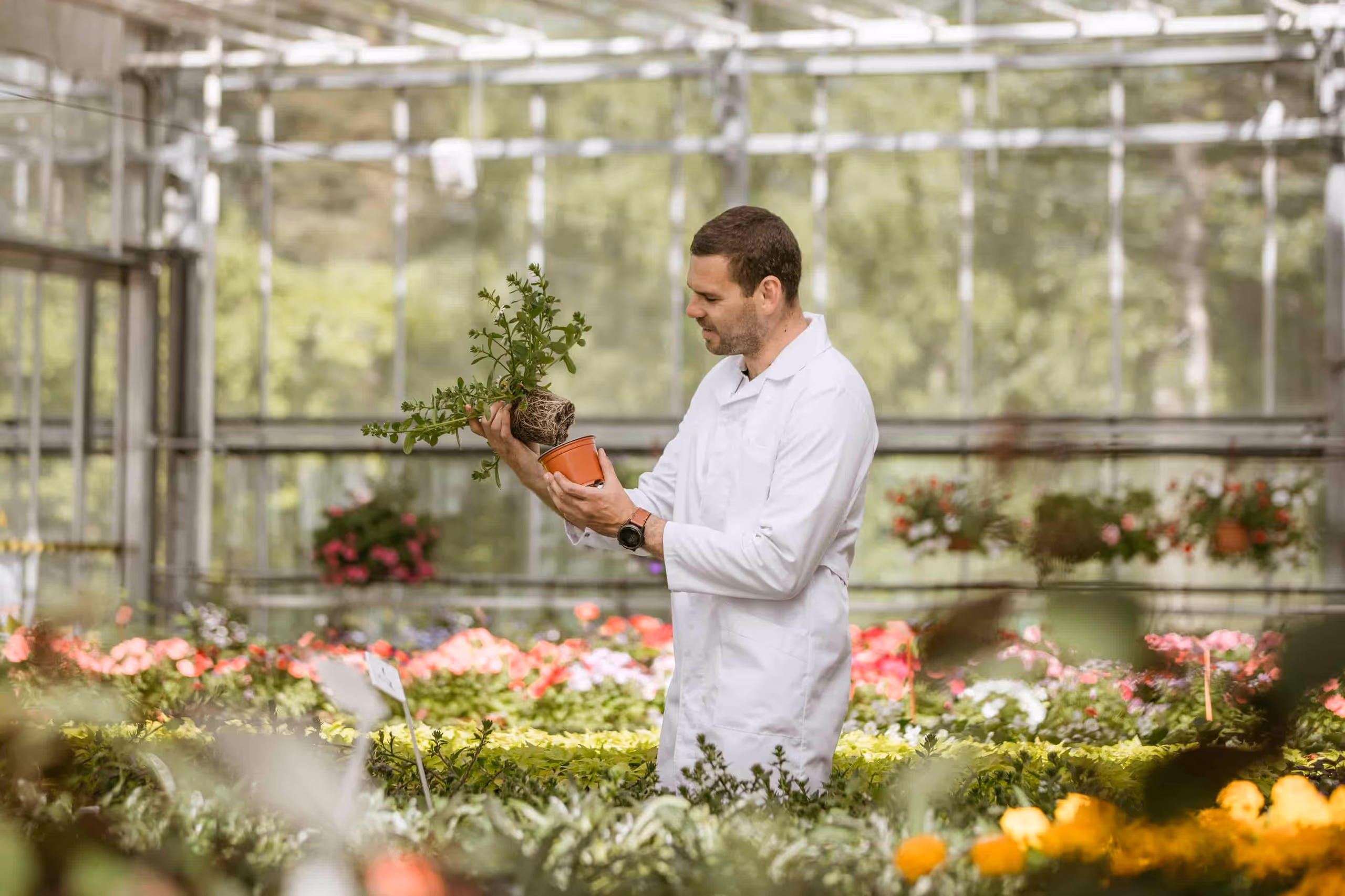 Man in white lab coat examining a potted plant inside a greenhouse filled with various flowers and plants.