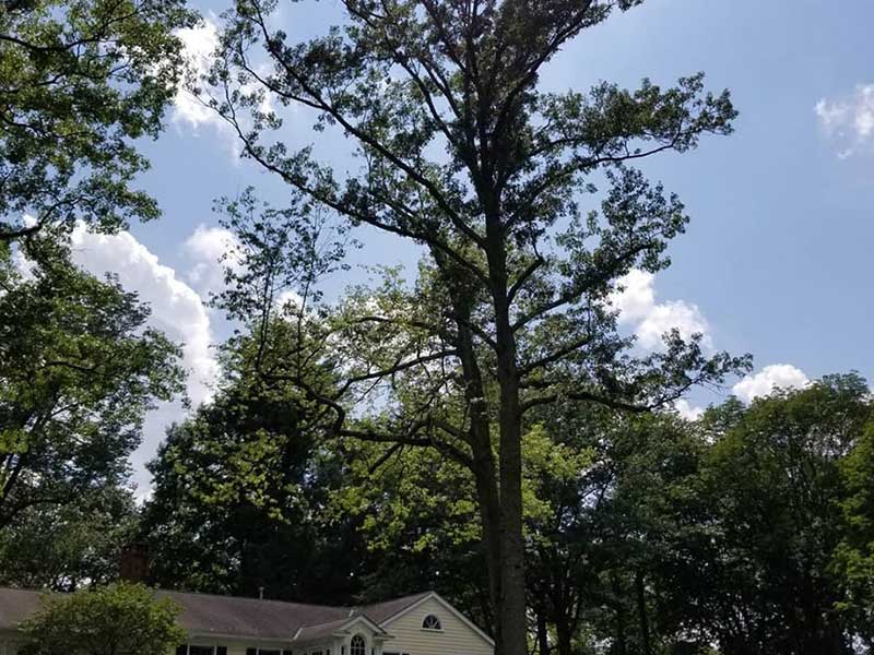 Tree Pruning in Lawrence NJ