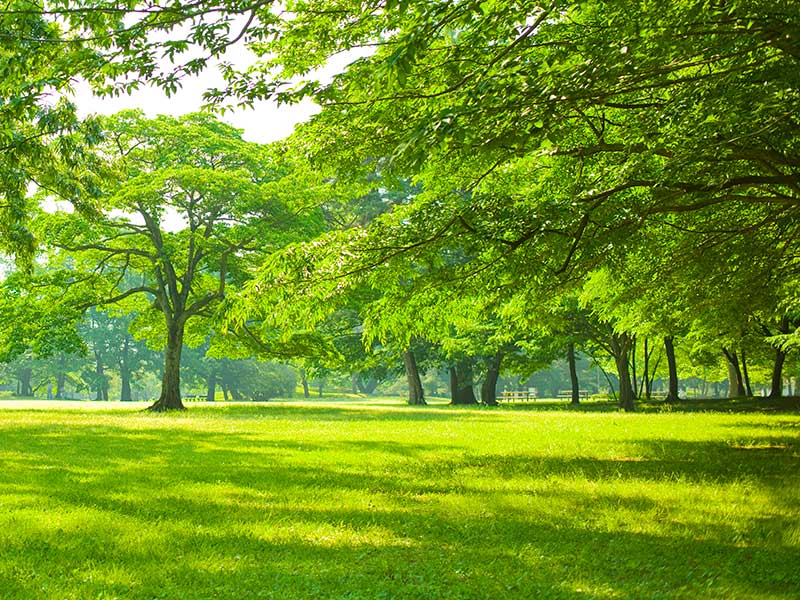 tree service princeton nj
