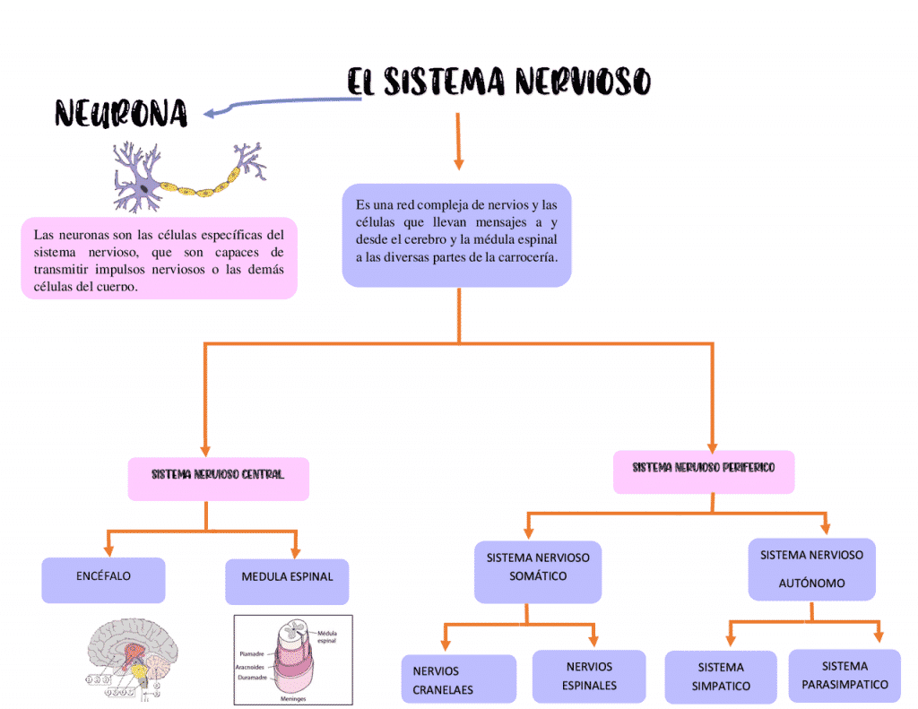 mapa conceptual del sistema nervioso