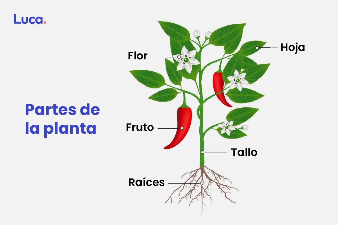 qué son las plantas