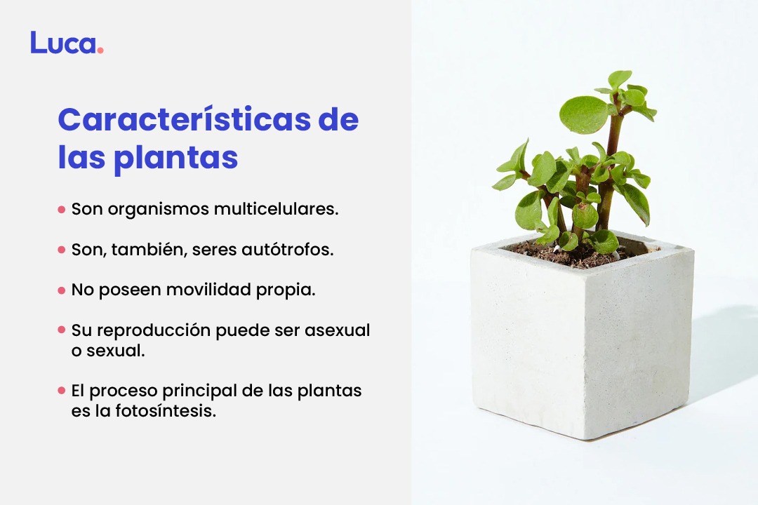 ´qué son las plantas