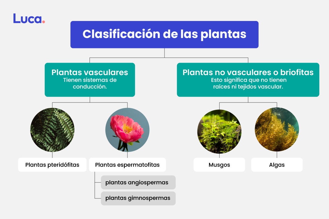 qué son las plantas
