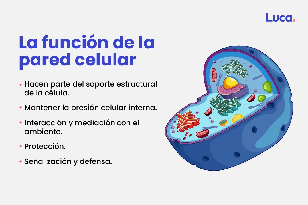 función de la pared celular