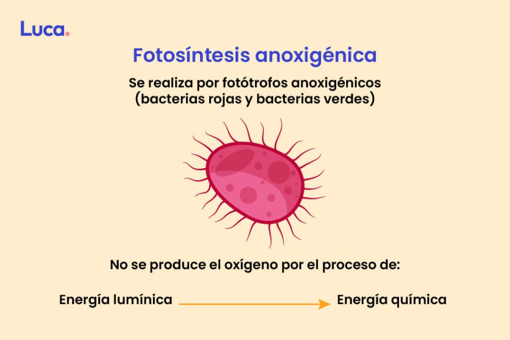 Fotosintesis anoxigenica