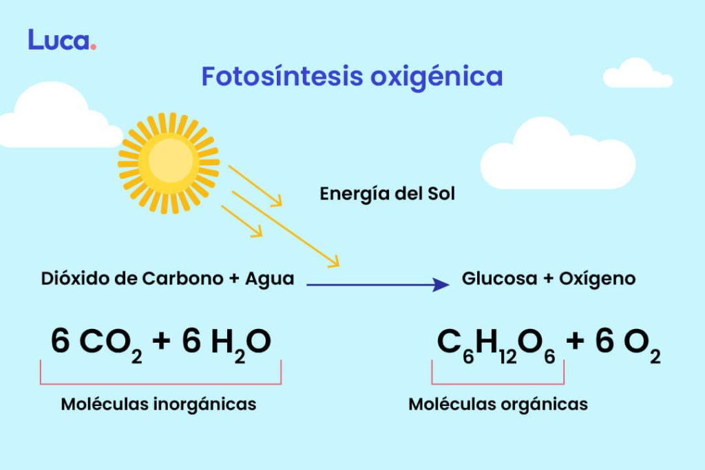 El proceso de la fotosintesis