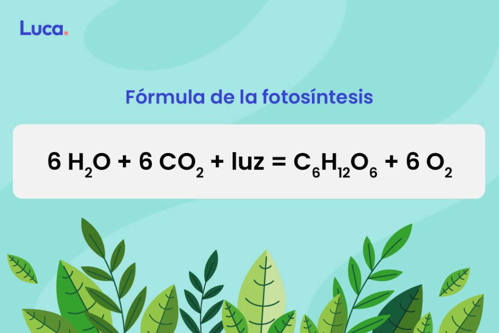 Formula de la fotosintesis