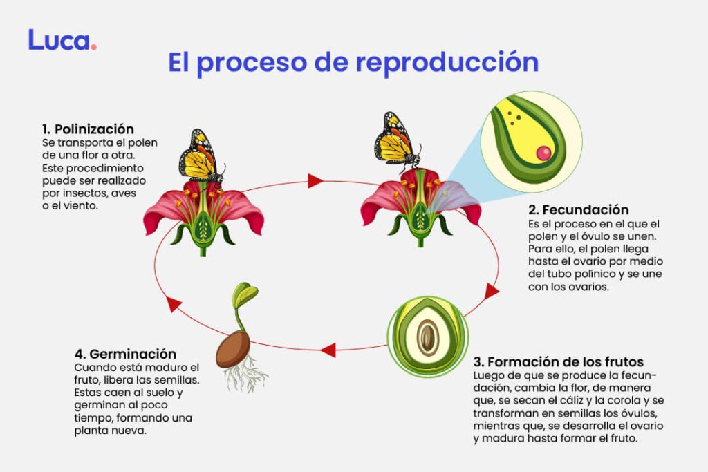 Reproduccion sexual de las plantas