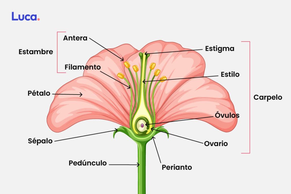 Cómo se reproducen las plantas