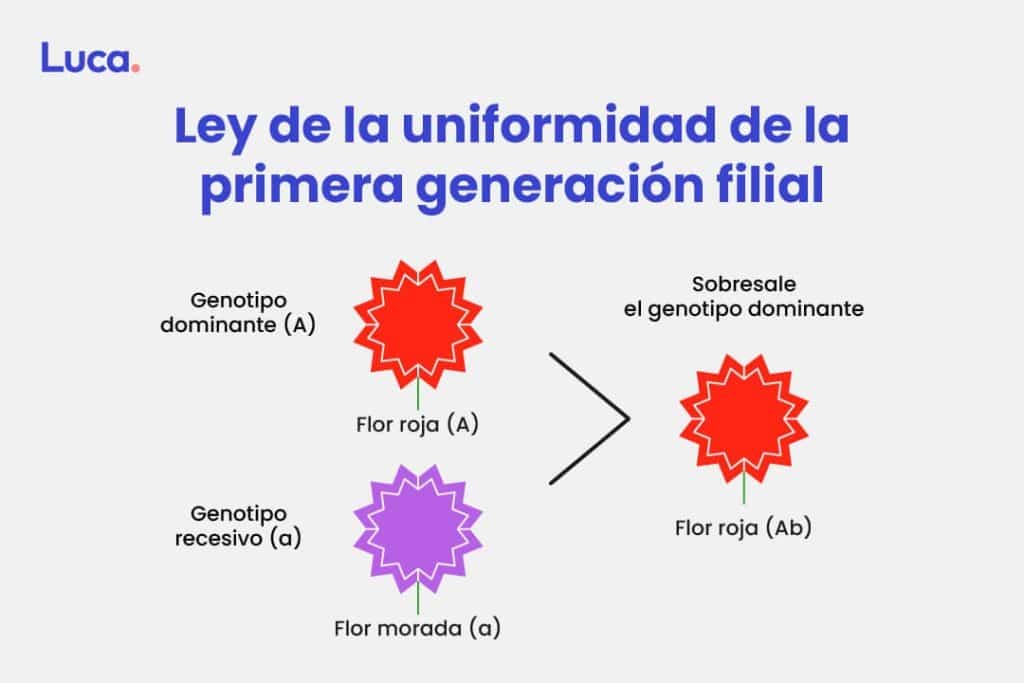 Ley de la uniformidad de la primera generación filial