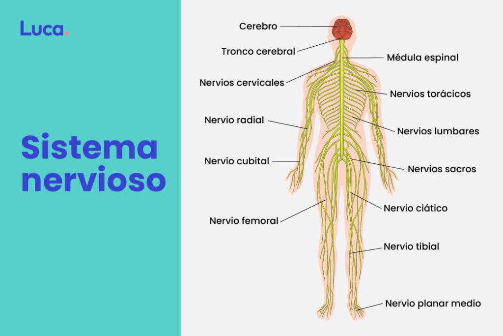 Sistema nervioso