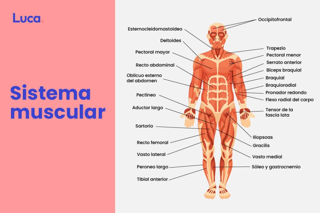 Sistema muscular