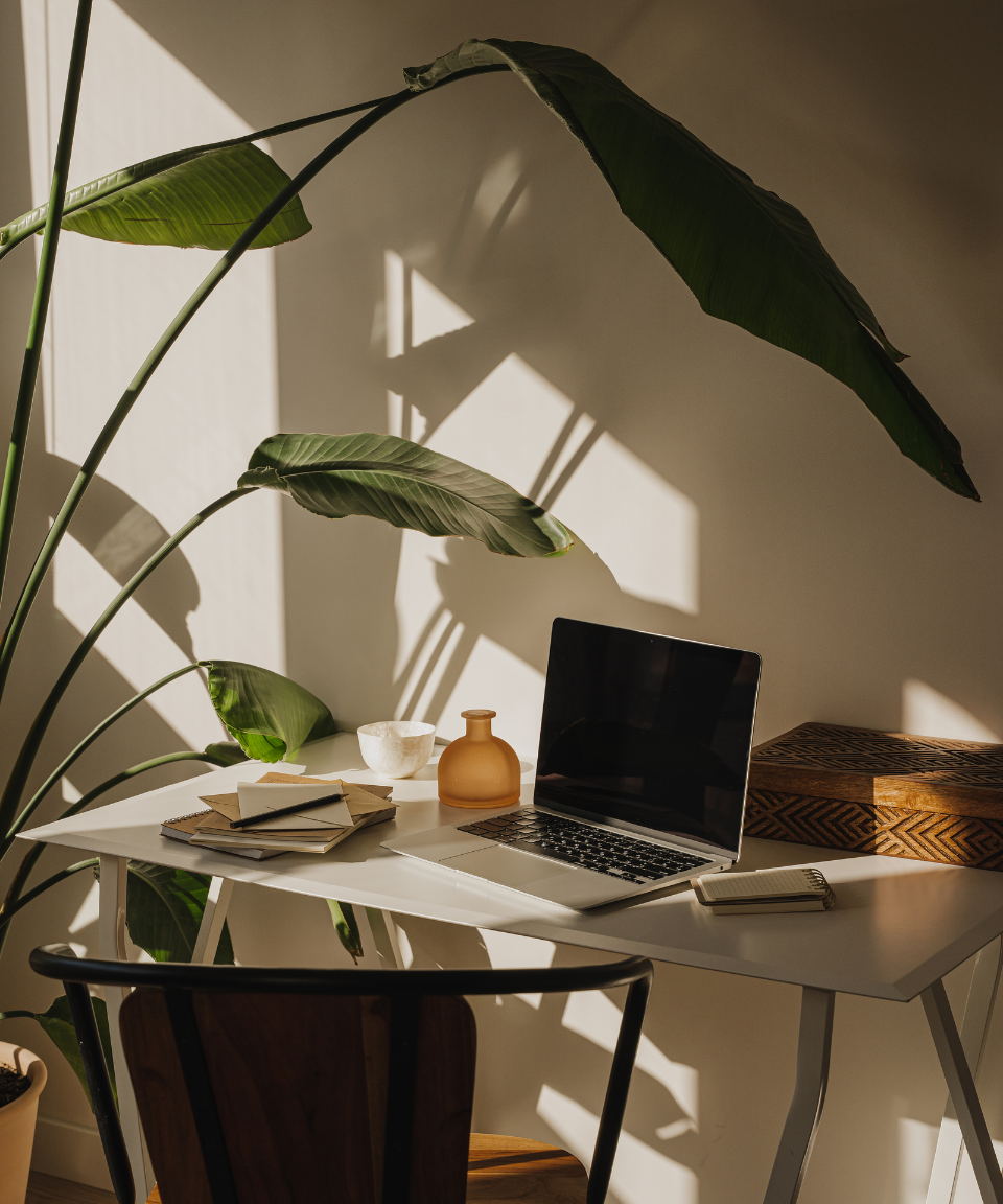 laptop with plant in background