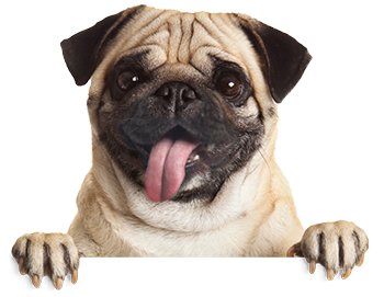 Pug Happy