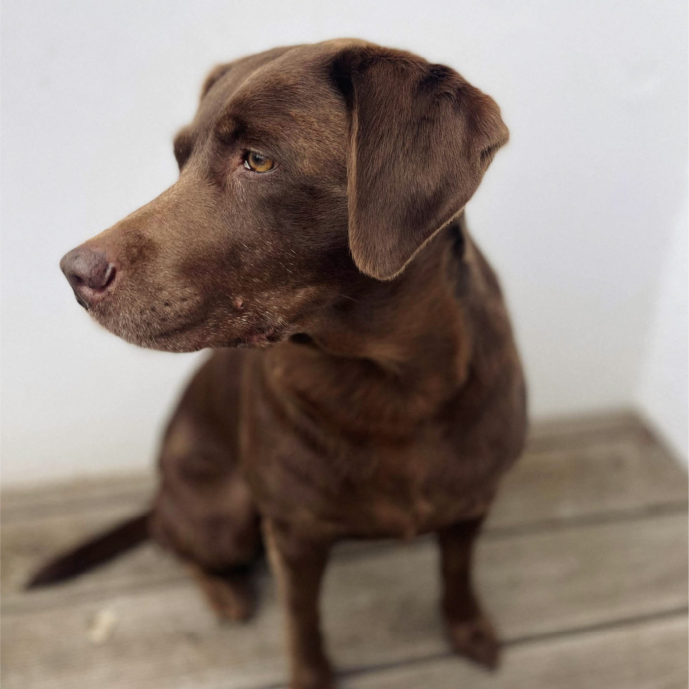 Sandy Hündin Cleo