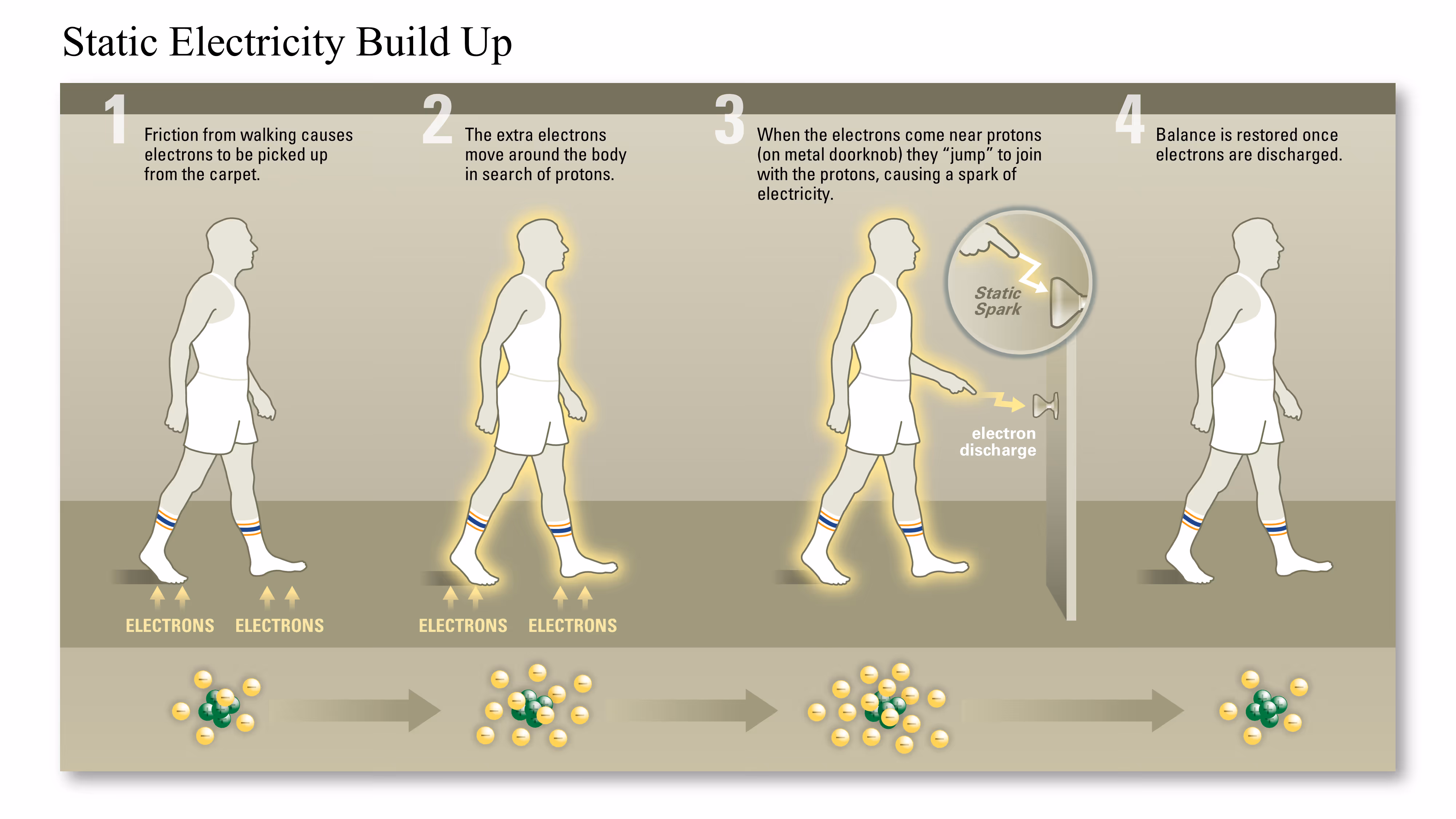 A body with a cell, nucleus, chromosome, and labeled DNA