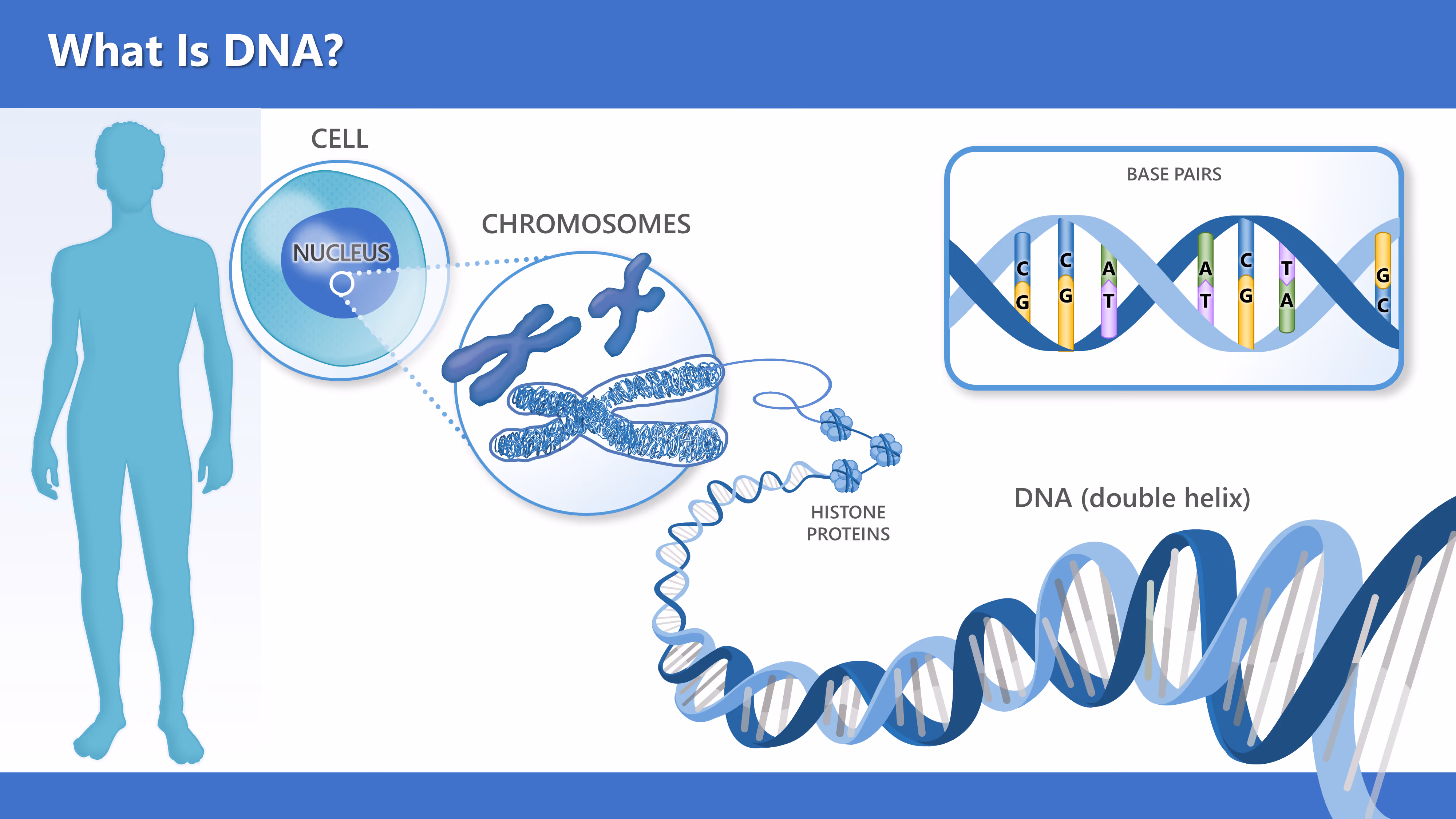 A body with a cell, nucleus, chromosome, and labeled DNA