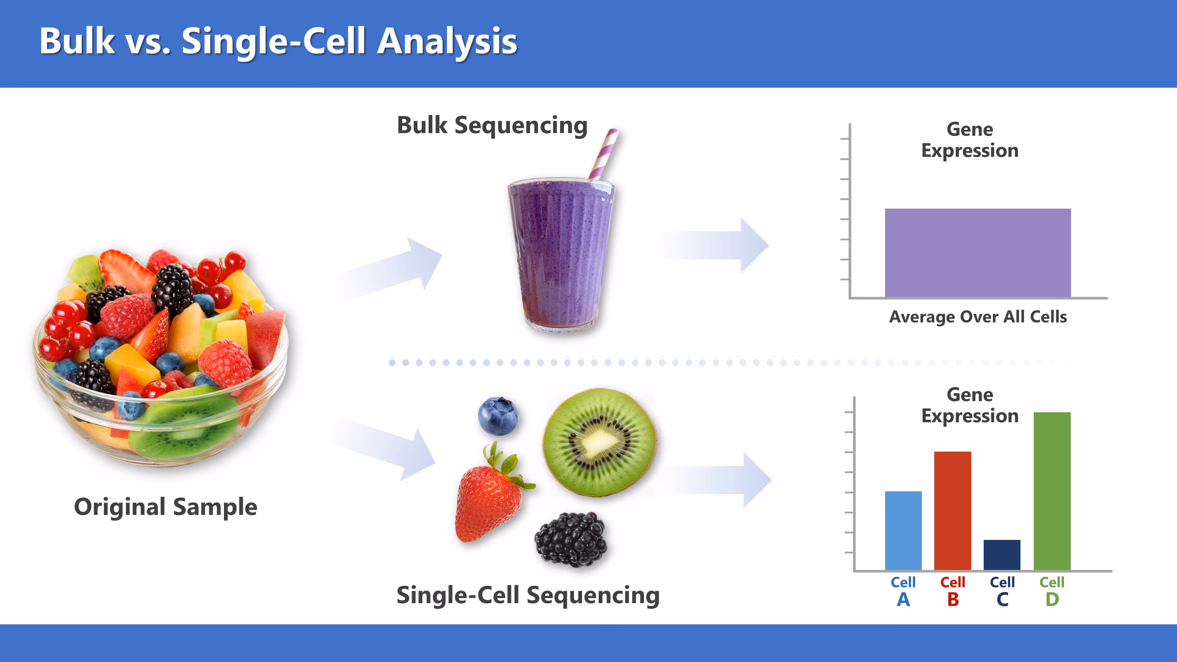 A body with a cell, nucleus, chromosome, and labeled DNA