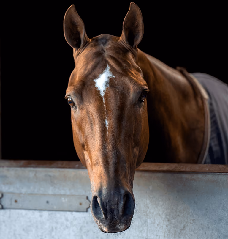 Lovelocks Polo Stud horses for sale