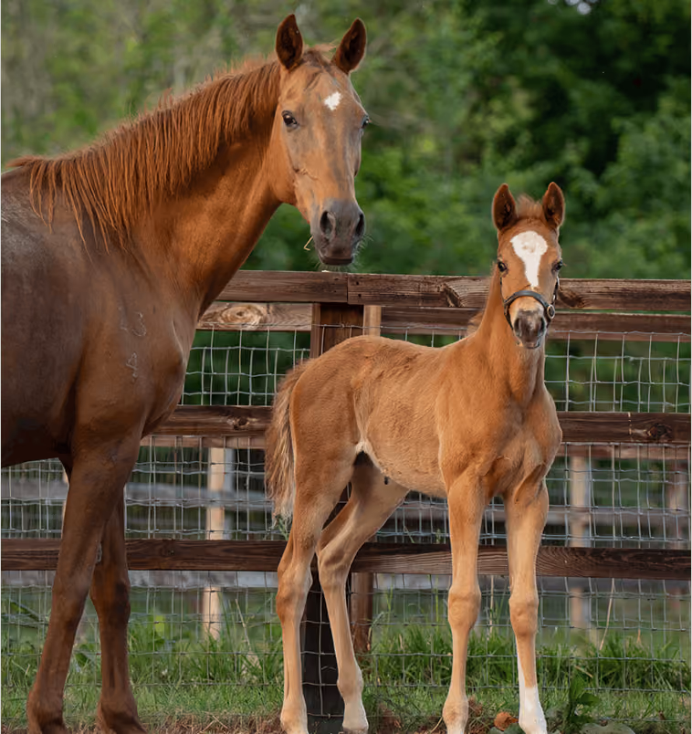 Lovelocks Donor Mares