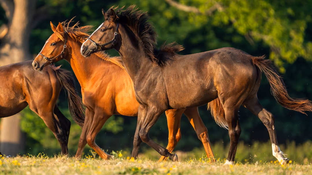 Lovelocks Polo Stud Horses
