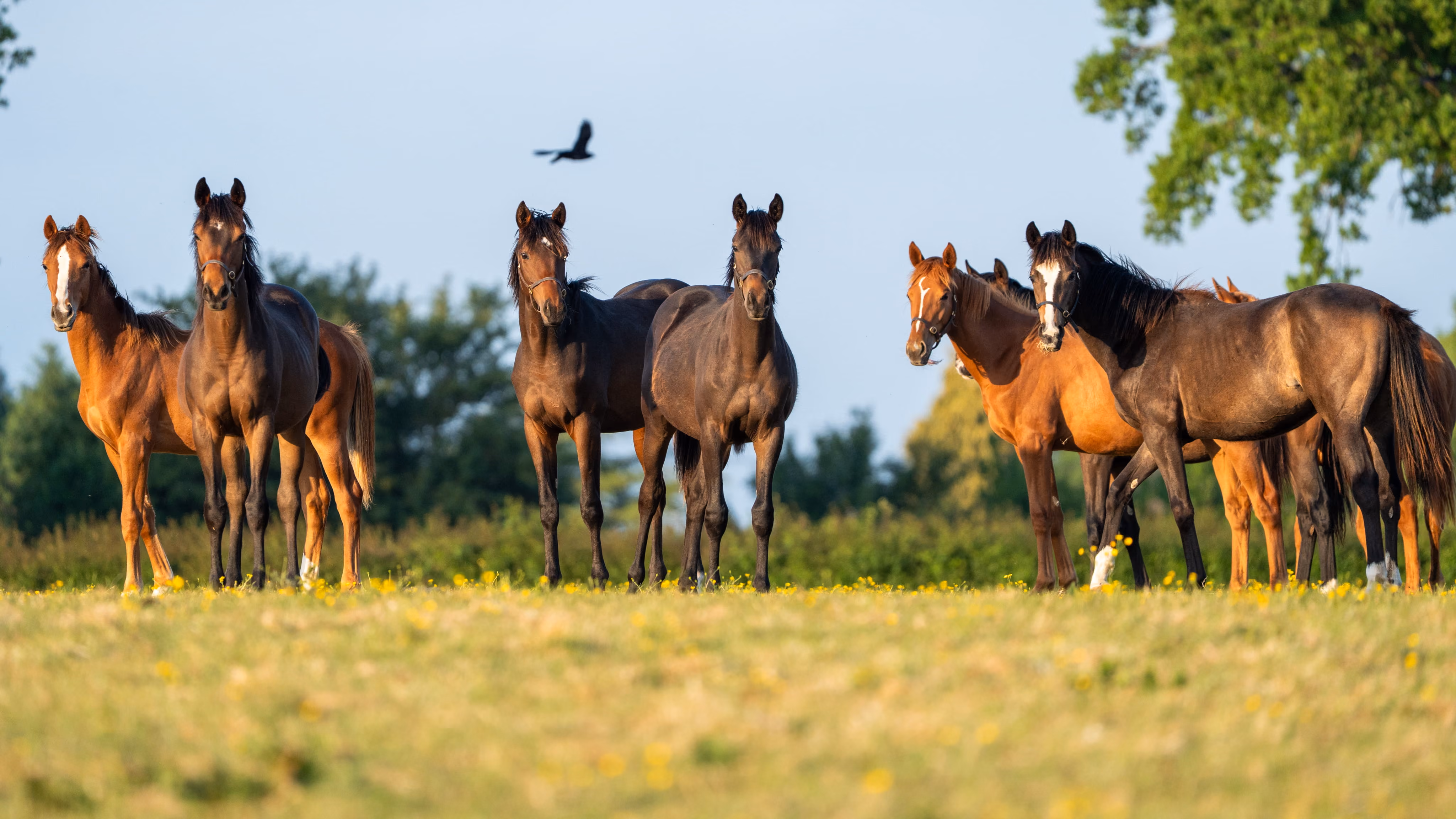 Lovelocks polo stud horses