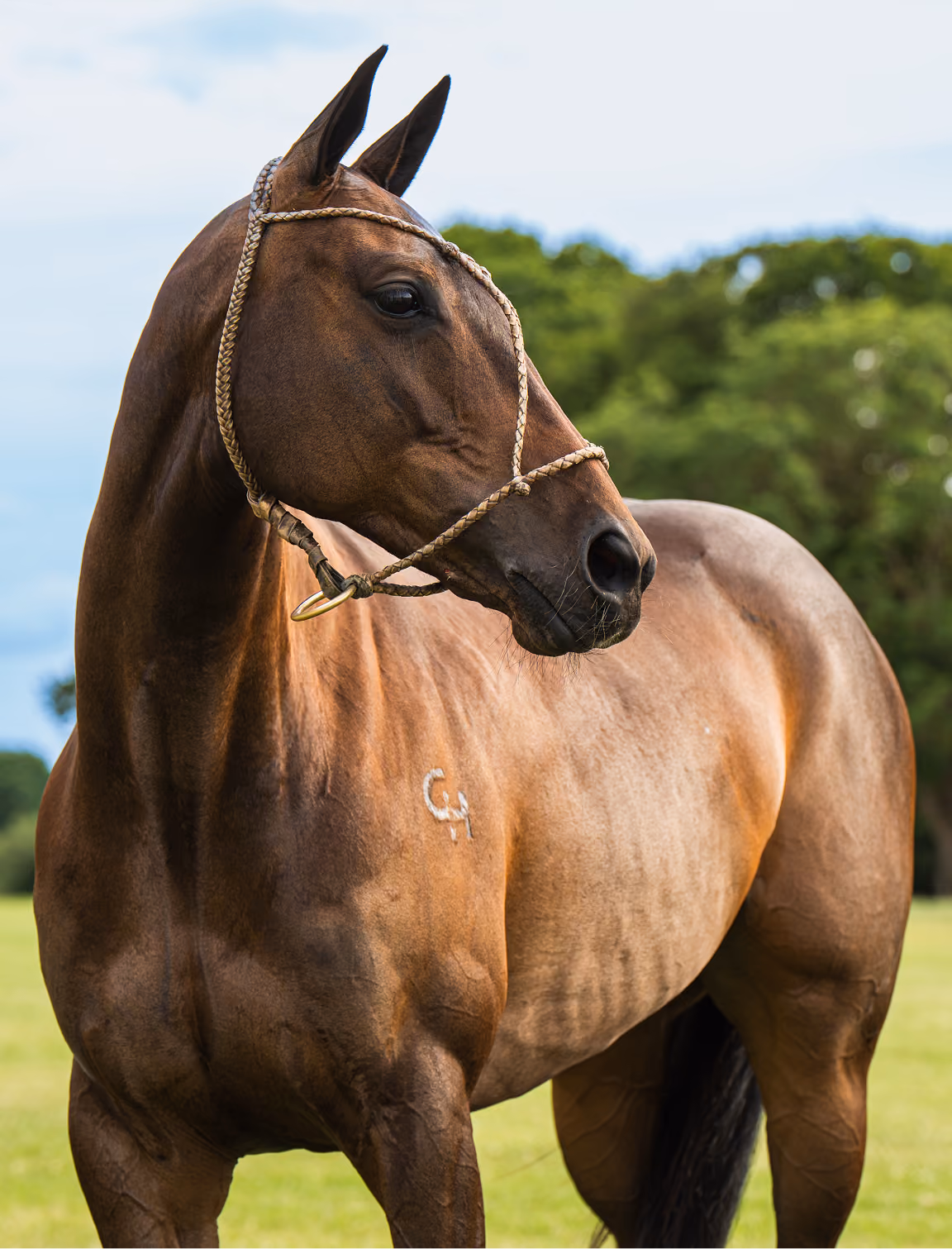 Lovelocks Stallion Services