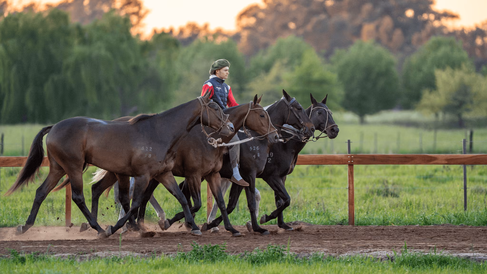 A rider in a red-and-blue shirt guides four dark horses along a fenced dirt path through a lush pasture at golden hour, with trees behind.