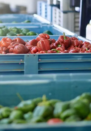 A row of bins filled with lots of different types of vegetables.