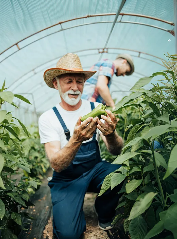A man in overalls and a straw hat holding a plant.
