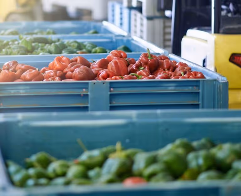 Blue bins filled with red and green bell peppers in a wholesale vegetable distribution facility.