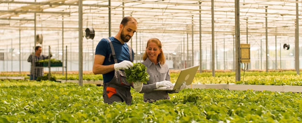 Two farmers inspect fresh lettuce in a large greenhouse full of leafy green crops.