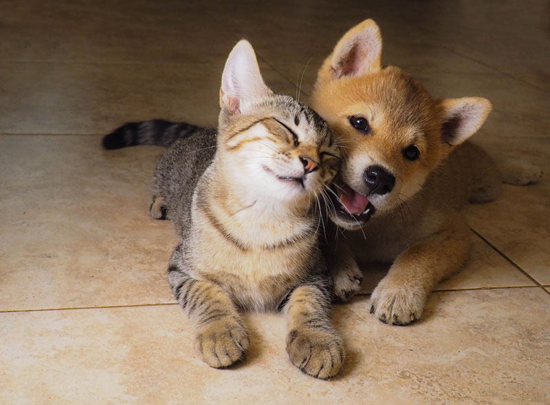 ERP for Pet Supply Manufacturing