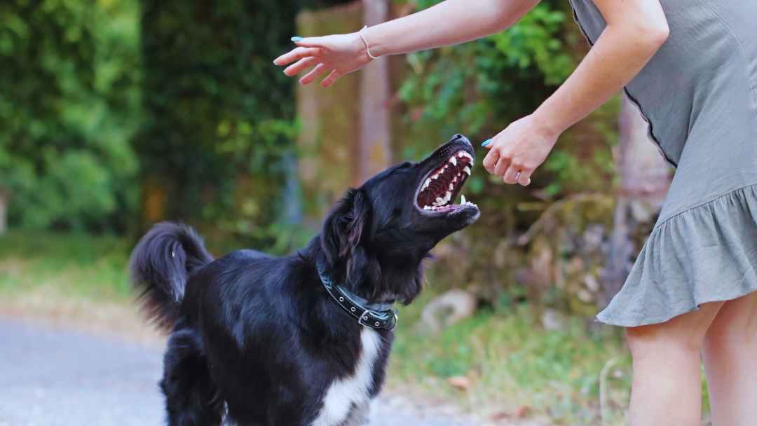 Level 4 Dog Bite Settlement in Calgary and Southern Alberta: Value, Proof, Timelines, and Real-World Ranges