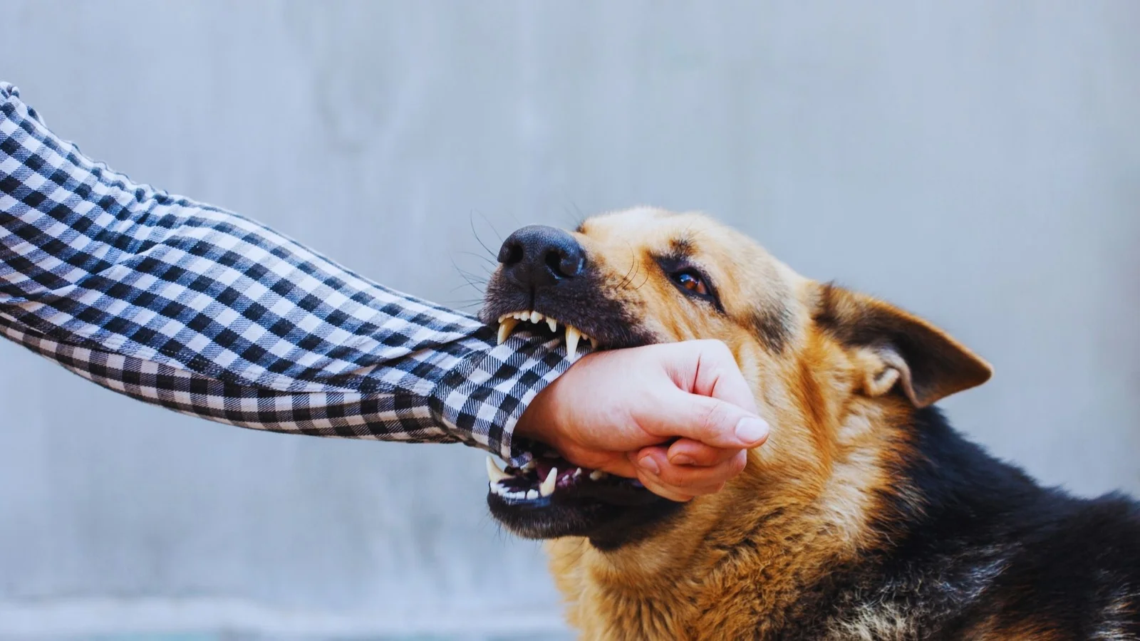 Select Dog Bite Settlement in Calgary & Southern Alberta (2025 Guide) Dog Bite Settlement in Calgary & Southern Alberta (2025 Guide)