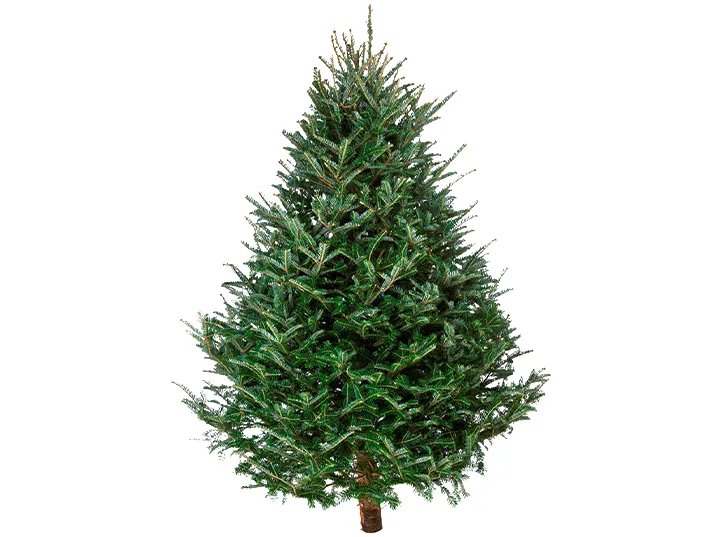 A full, green pine Christmas tree with a brown trunk on a white background.