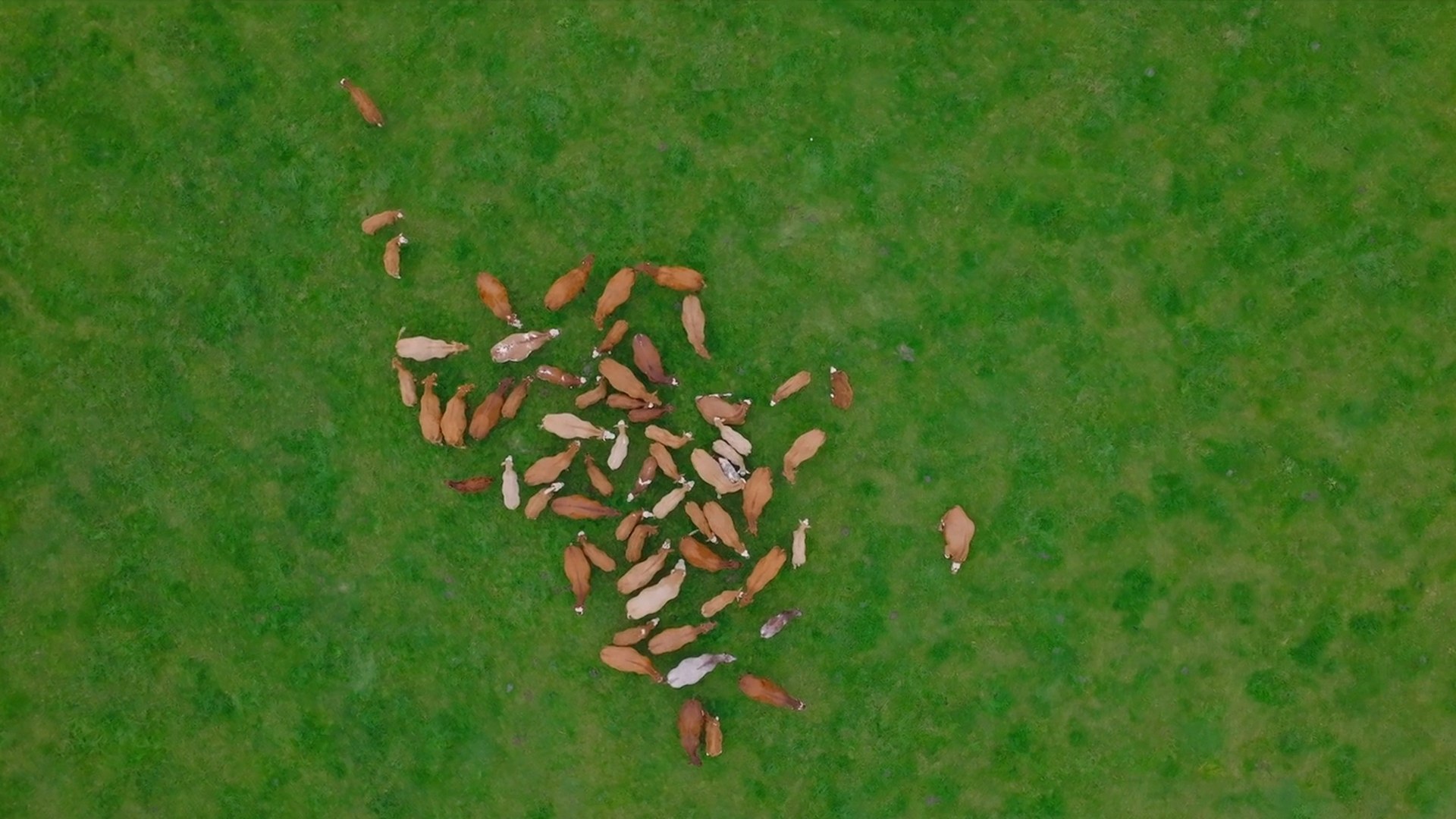 Aerial view of a herd of cattle grazing on a green pasture