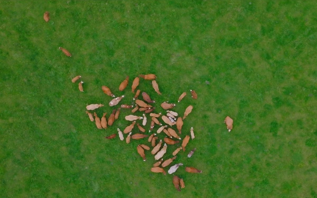 Overhead aerial of a cattle herd on grass, Scotland