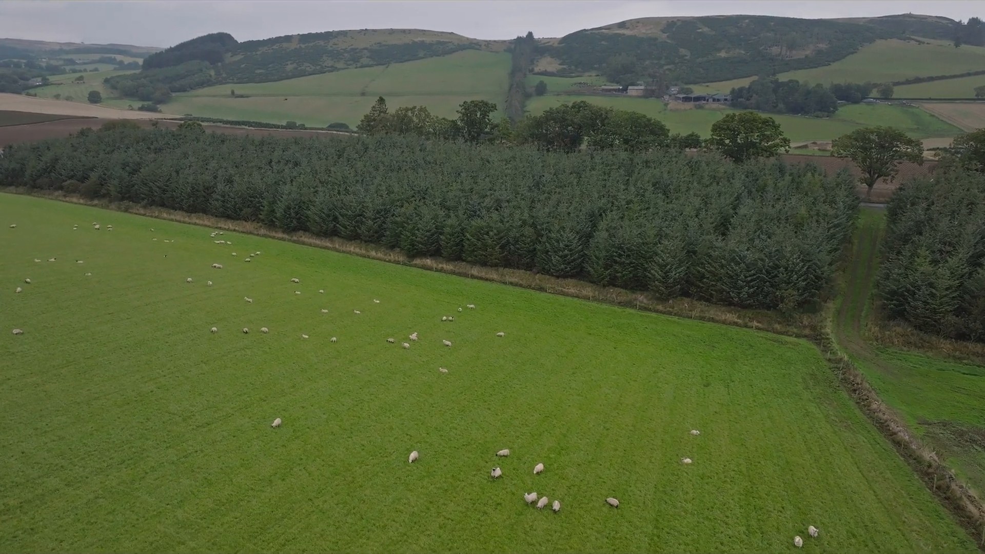 Aerial view over Scottish farmland with sheep grazing, MI:RNA overview film