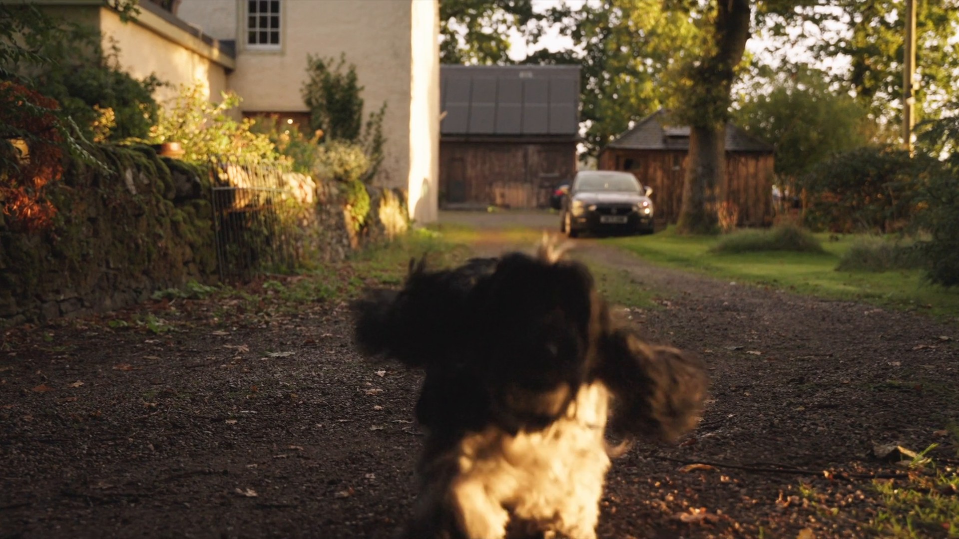 A dog running up a farm track in low golden light, MI:RNA overview film, Scotland